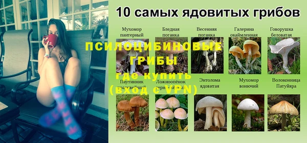 стаф Алзамай