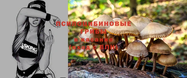стаф Алзамай